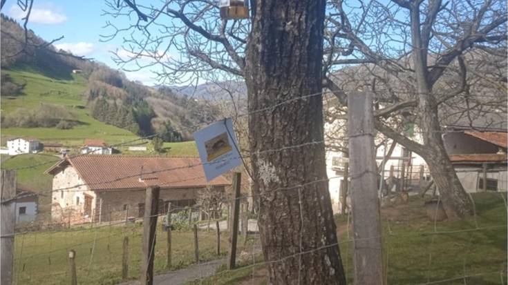 Liztor asiarraren populazioa kontrolatzeko tranpatze prozesua abiatu du udalak