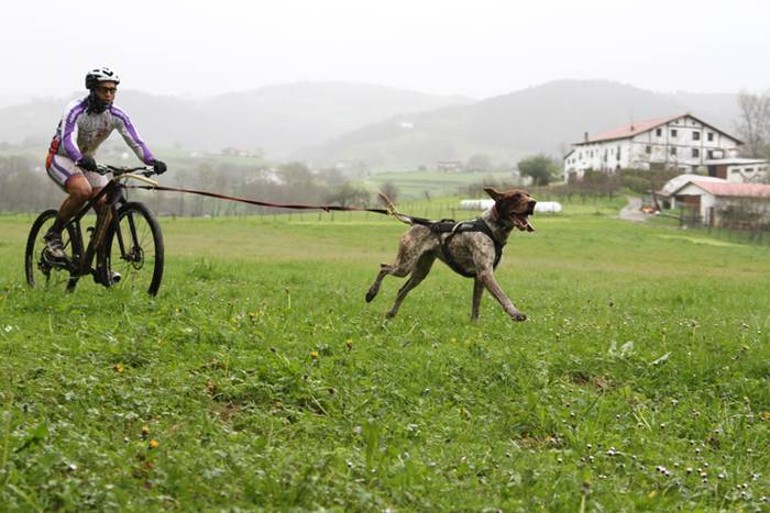 Zizurkil, txakur krosa 10 1490473858587