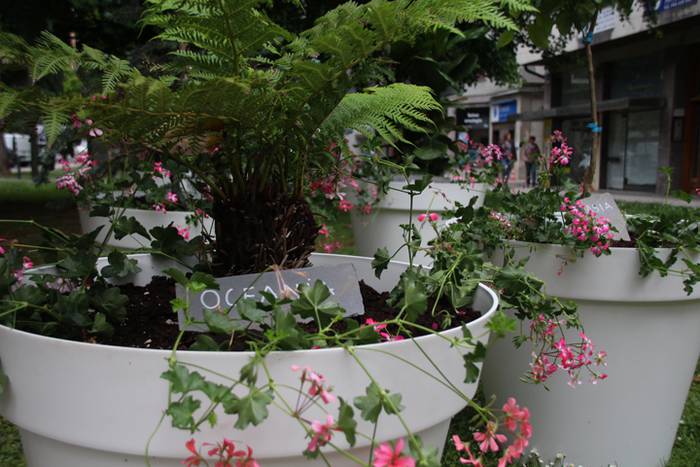 Eta liliek Tolosa ere amets 3 1495290197239