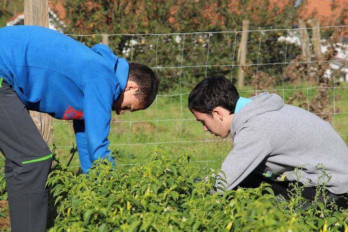 Piperraren zikloa 2015 8 1445442213293