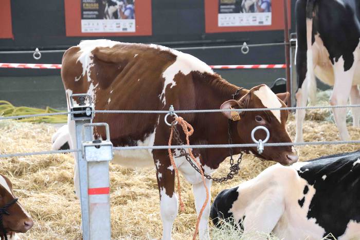 XII. Euskal Herriko Frisoi T 14 1637418668605