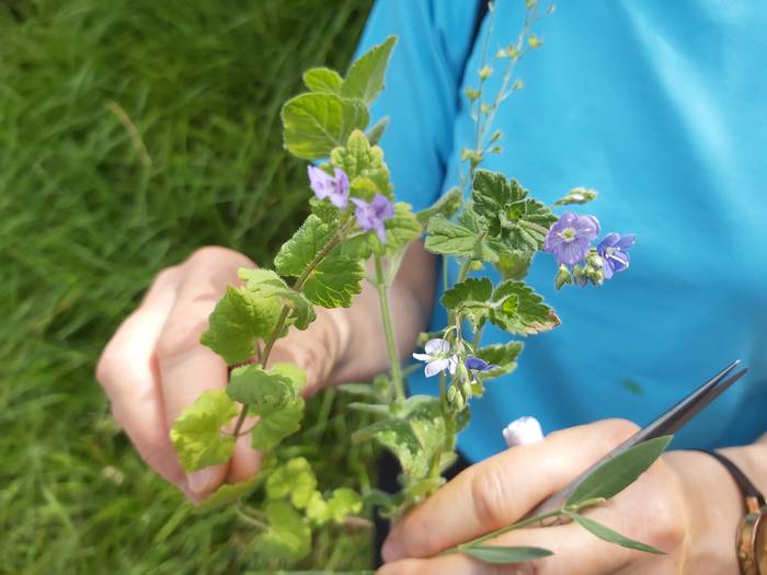 Gaztelu, Udaberri festa 2022 5 1653294786135