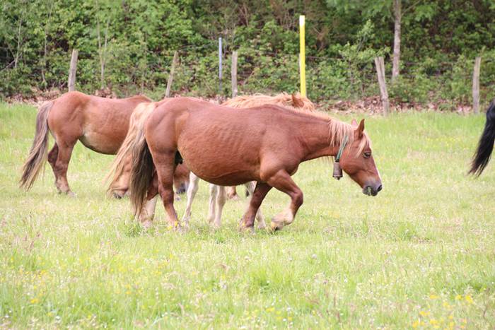 Amasamendira bota dute ganad 6 1493649153839