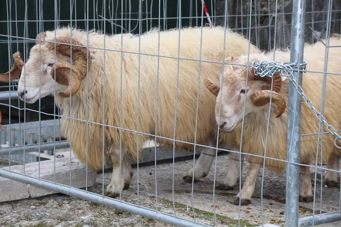 Bertako produktuak nagusi 35 1477233344861