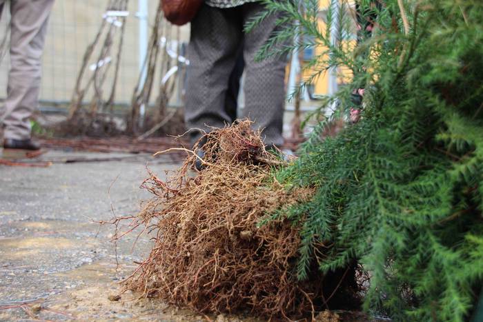 Zuhaitz azoka 2022 7 1645283025600