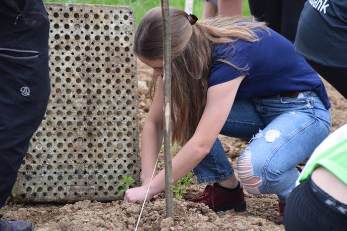 Ibarrako piperrak landatzen, 39 1527075830600