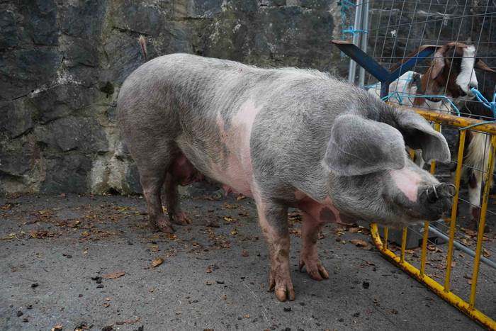 Txerri hiltzearen bueltan eg 5 1760883703458