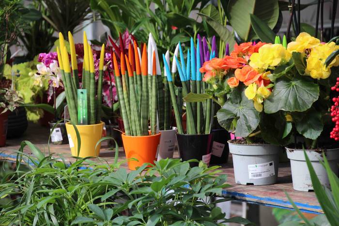 Zuhaitz azoka 2022 19 1645283029911