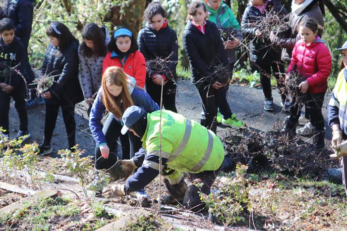 Tolosako ikasleek zuhaitzak  19 1520435537658