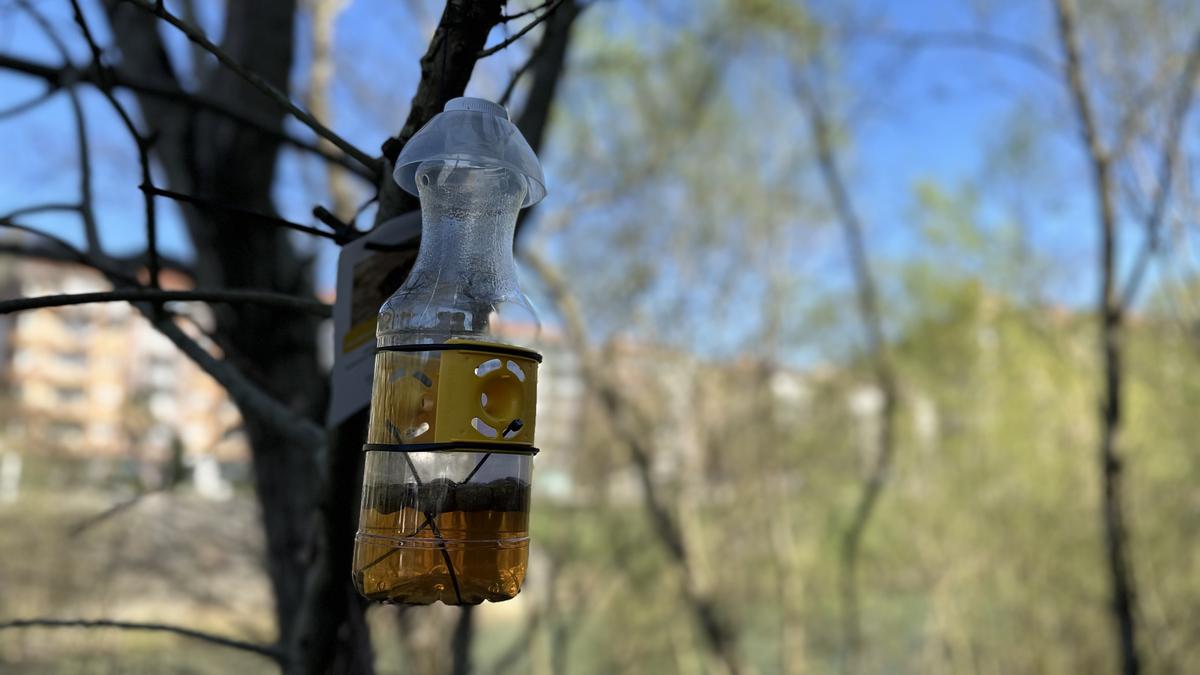 Martxan da liztor asiarraren aurkako urteroko tranpatze-kanpaina