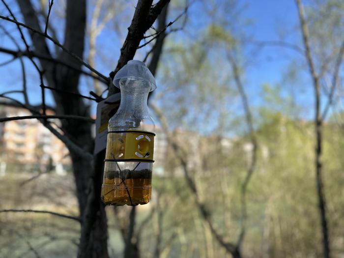 Martxan da liztor asiarraren aurkako urteroko tranpatze-kanpaina