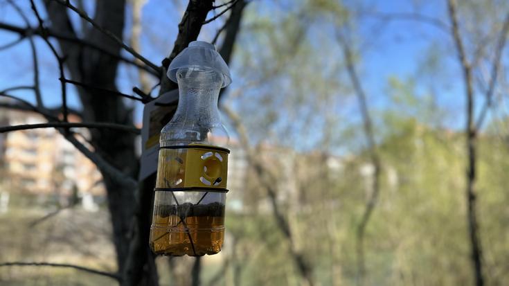 Martxan da liztor asiarraren aurkako urteroko tranpatze-kanpaina