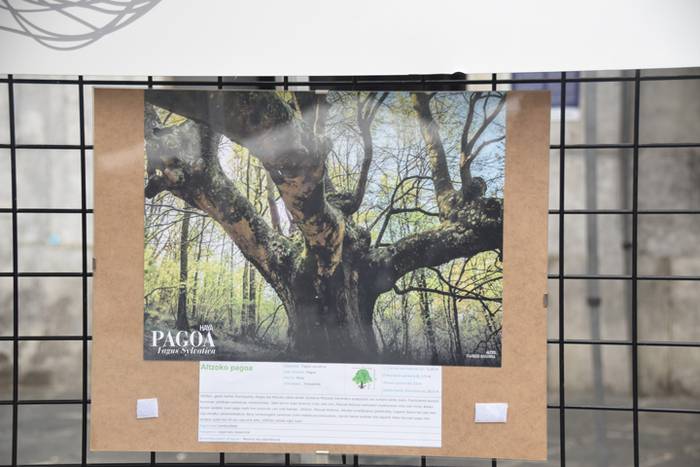 Zuhaitz Azoka, Tolosa, 2017 31 1486819739693