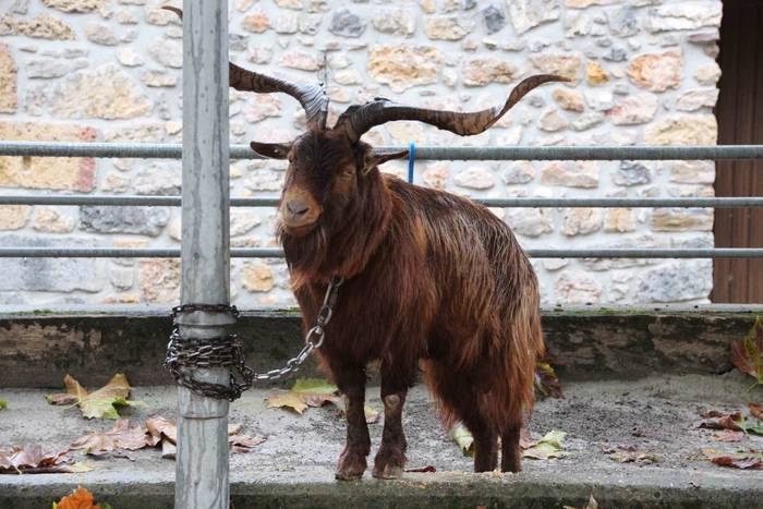 Azoka, hamaiketako eta guzti 21 1540733595373