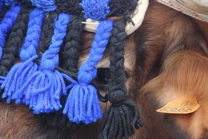 San Isidro Eguna Amasa Astea 3 1526395679913