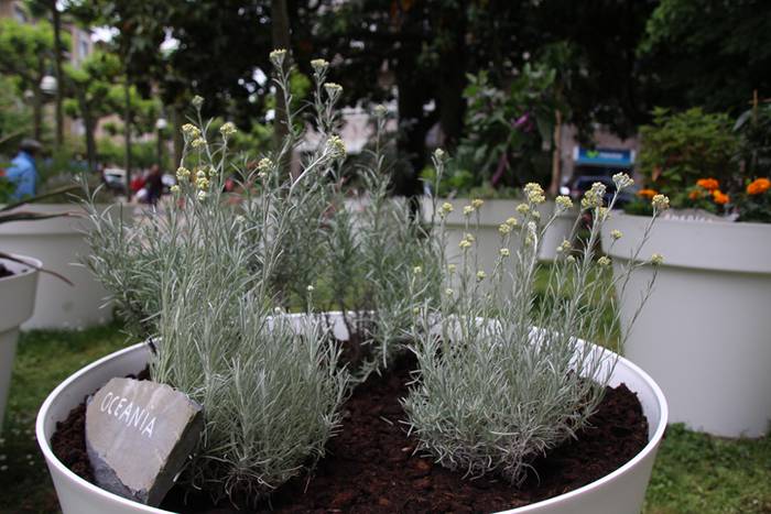 Eta liliek Tolosa ere amets 6 1495290216459