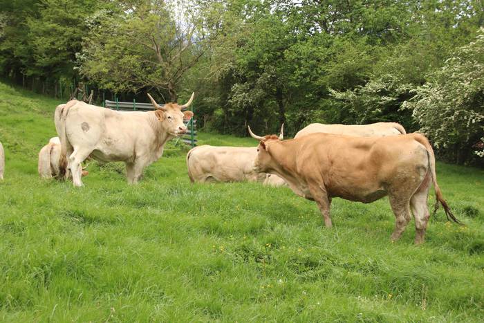 Larre irekiera ekitaldi bere 12 1588336779360