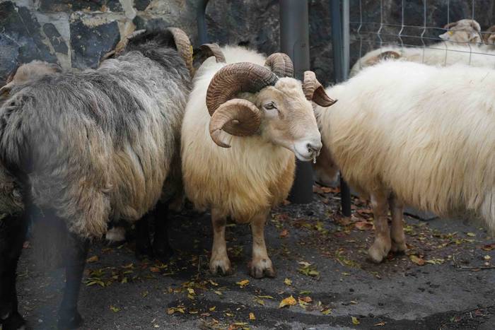 Txerri hiltzearen bueltan eg 2 1760883701841