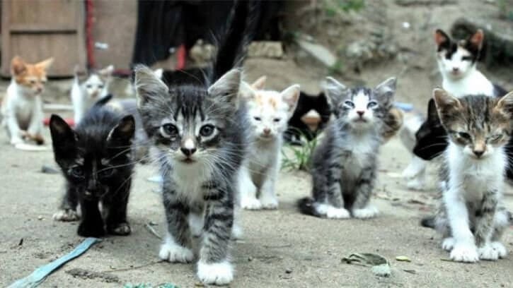 Eudelek etxeko animalien ongizaterako udal ordenantza landu du