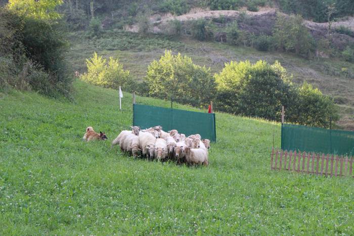 Artzaina eta txakurraren artea Amezketan 40 1472322584413