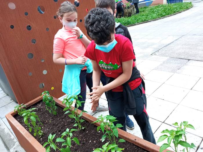 Piperrak landatu dituzte Iba 1 1621252667609