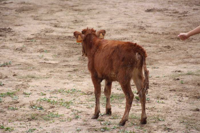 Zezen plaza hartu dute umeek 21 1539360695230