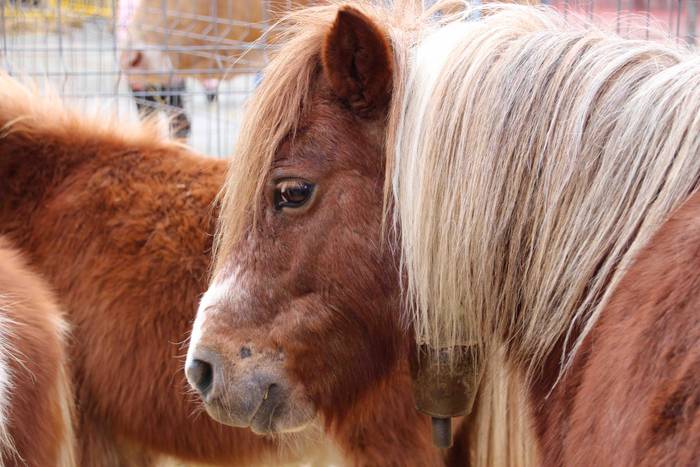 Berastegiko gaztarik onena A 10 1608397900976