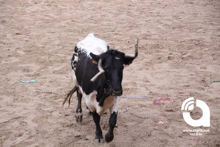 Zezenak adarrak okerrak ditu 69 1488277559033