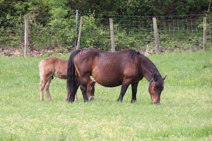 Amasamendiko larreetan bazka 20 1525172919721