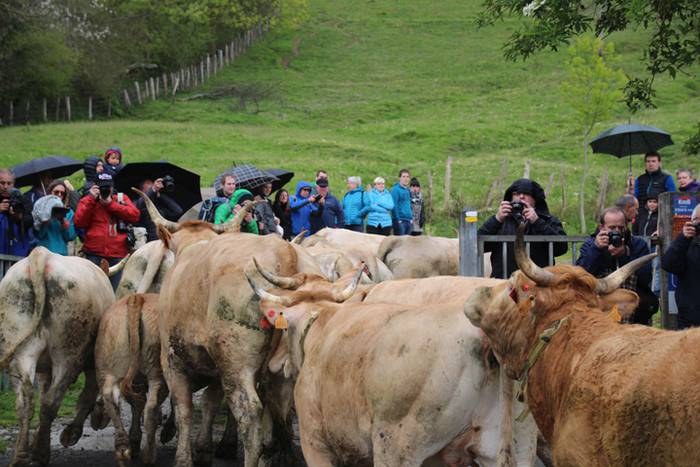 Aralarko larre irekiera 86 1462122153554