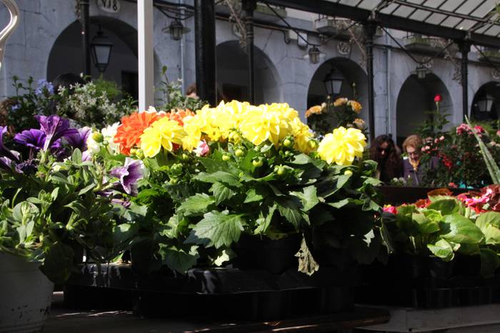 Udaberria loratu da Tolosan 3 1526734007664