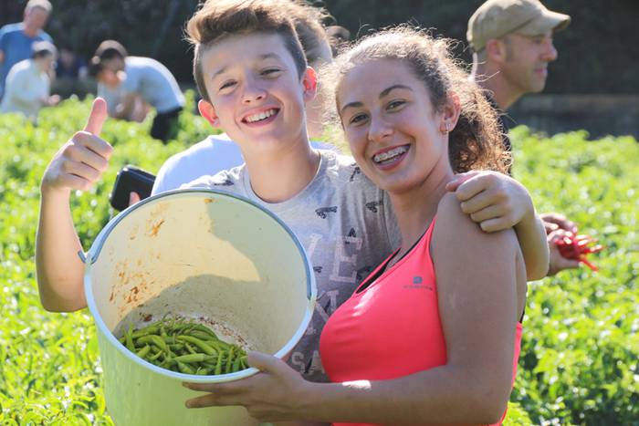 Ibarrako piperrak biltzen 20 47 1506521175596