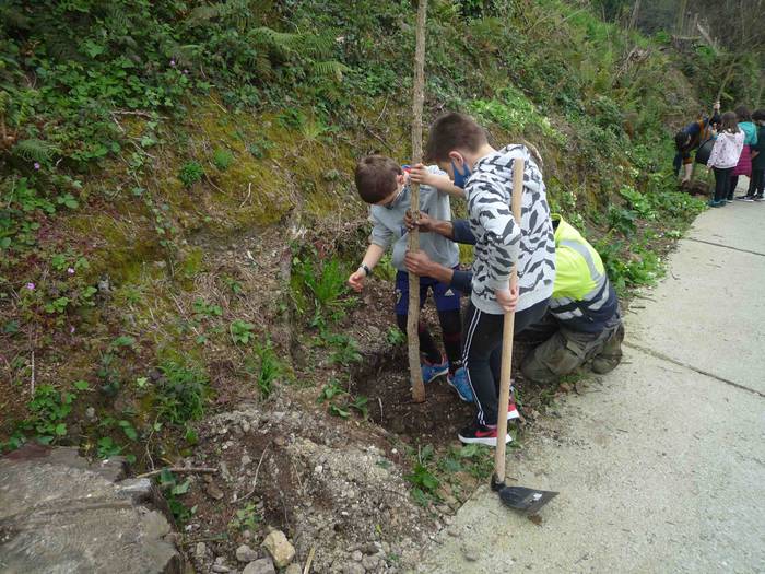 Zuhaitz landaketa Uzturpe ik 6 1616755856644