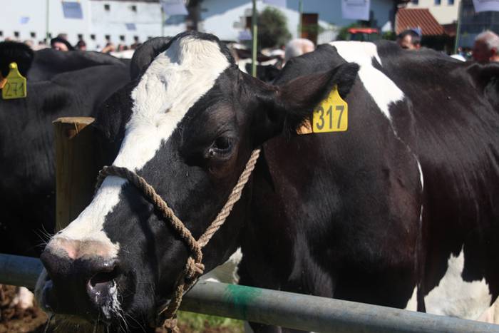 Berezia eta jendetsua 72 1506256867346