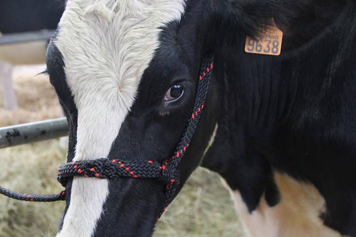 Frisoi Txapelketa 2015 17 1447530181565