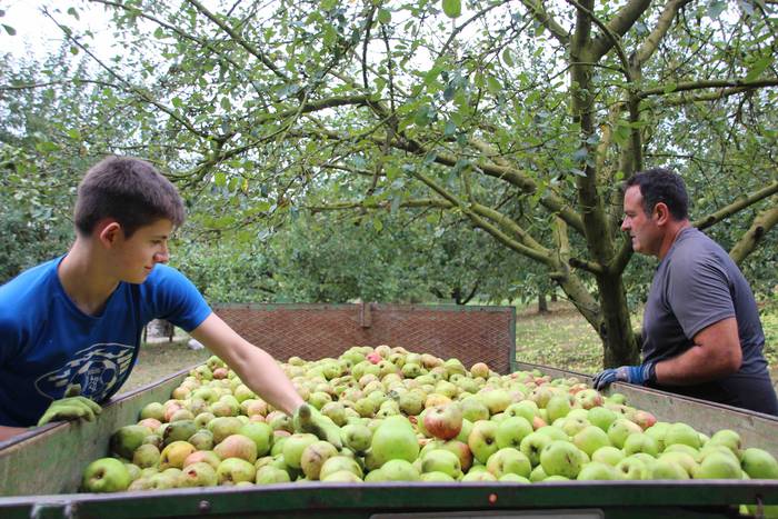 Sagarrak jasotzen. Altzo. Sa 38 1631723389259