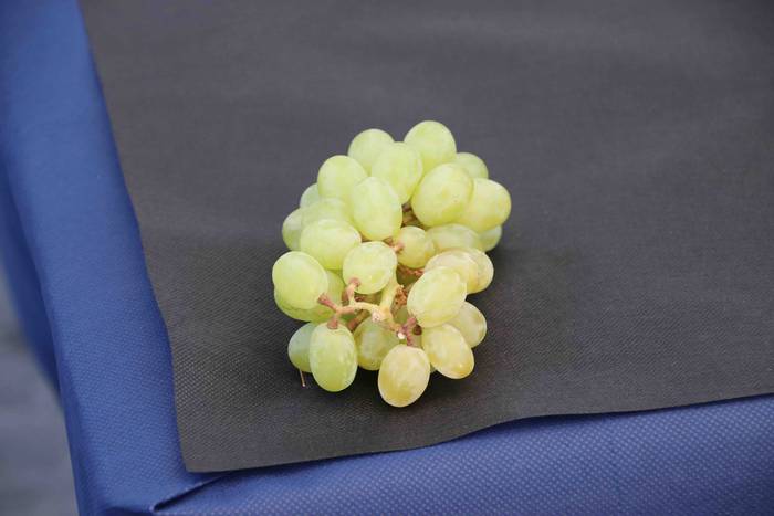 III. Gure Ardo Txuri azoka 5 1555156691952