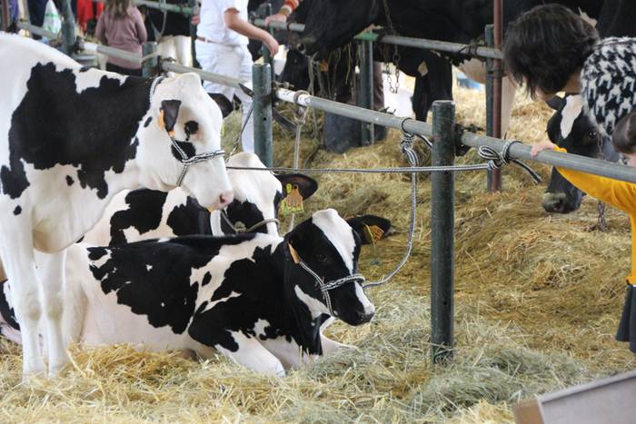 Frisoi Txapelketa 2015 11 1447530179164