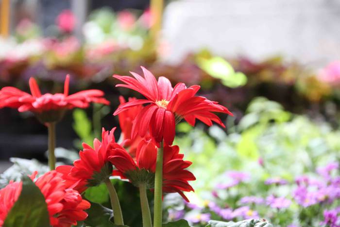 Lore eta Landare Azoka 2019 13 1558171900759