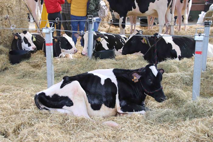 XII. Euskal Herriko Frisoi T 12 1637418667488