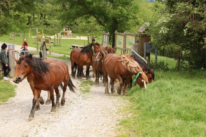 Larre irekiera ekitaldi bere 21 1588336785180