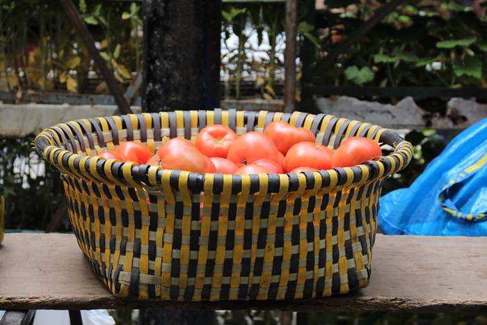 Lore eta Landare Azoka Tolosan 2016 16 1465051787973