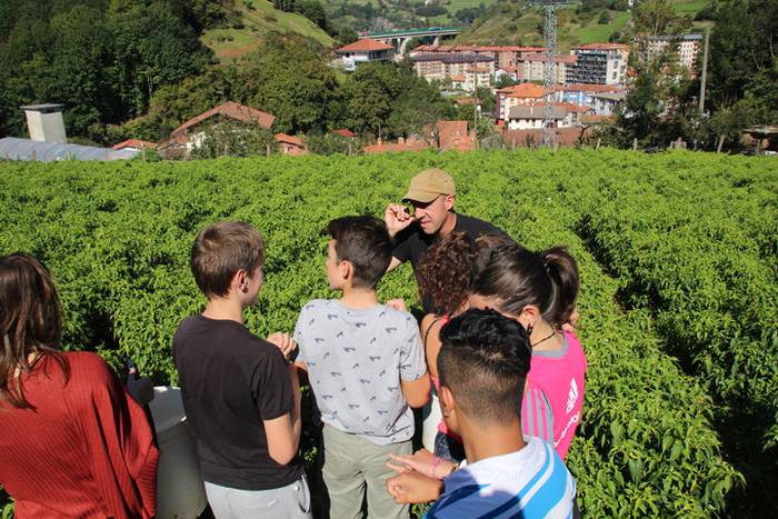 Ibarrako piperrak biltzen 20 17 1506520929574