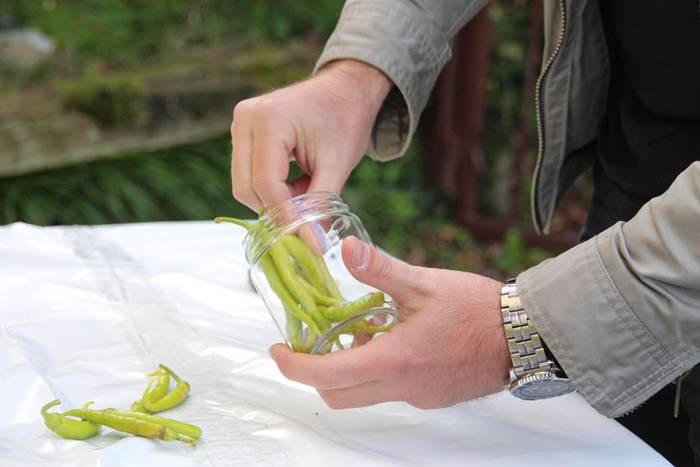 Piperraren zikloa 2015 21 1445442219130