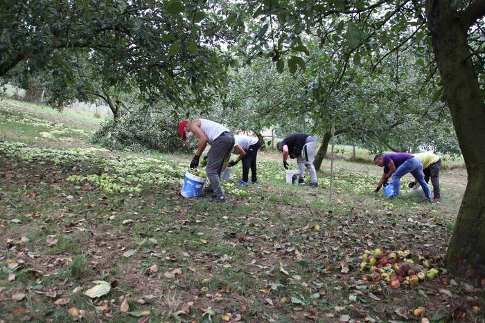 Sagarrak jasotzen. Altzo. Sa 5 1631723377304