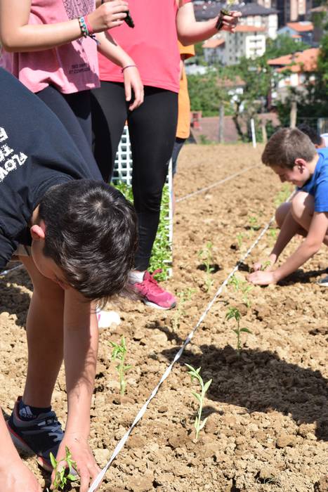 Piper landaketa Ibarran, 201 33 1494844465855