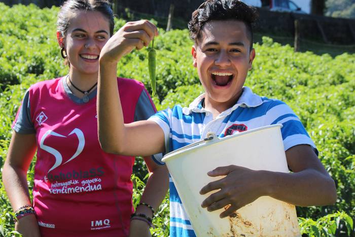 Ibarrako piperrak biltzen 20 37 1506521091778