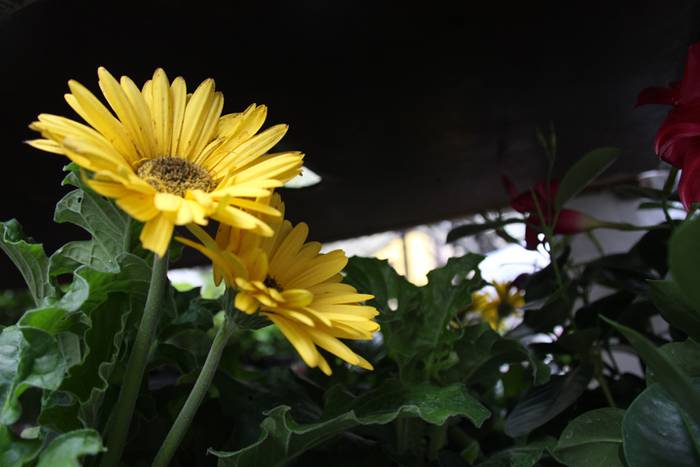 Eta liliek Tolosa ere amets 38 1495290421992