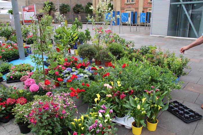 Lore eta Landare Azoka Tolosan 2016 20 1465051789455