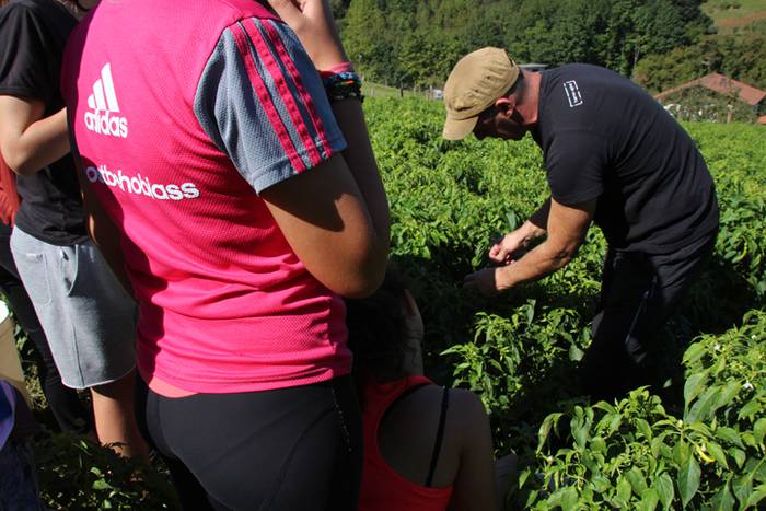 Ibarrako piperrak biltzen 20 15 1506520914101